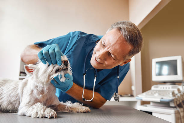 Best Emergency Dental Extractions in Osceola, AR